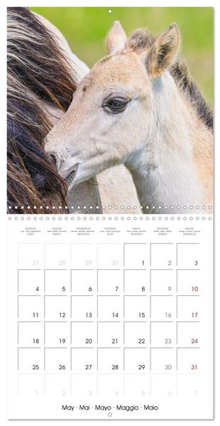 Produktbild: Konik horses (Wall Calendar 2026 12 &times; 12 Inch) CALVENDO 12 Month Wall Calendar