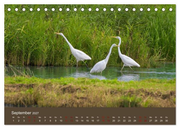 Produktbild: Reiher in der Elbmarsch (Tischkalender 2027 DIN A5 quer), CALVENDO Monatskalender