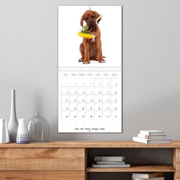 Produktbild: Cute Funny Dogs (Wall Calendar 2026 12 &times; 12 Inch) CALVENDO 12 Month Wall Calendar