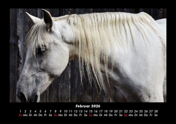 Produktbild: Pferdegefl&uuml;ster 2026 Fotokalender DIN A3