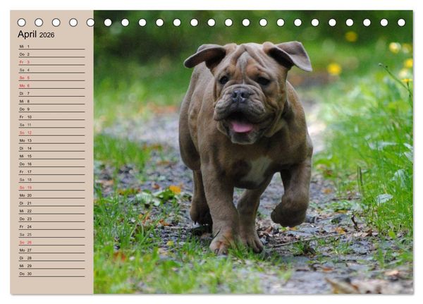 Produktbild: Bulldoggen-Kinder (Tischkalender 2026 DIN A5 quer), CALVENDO Monatskalender