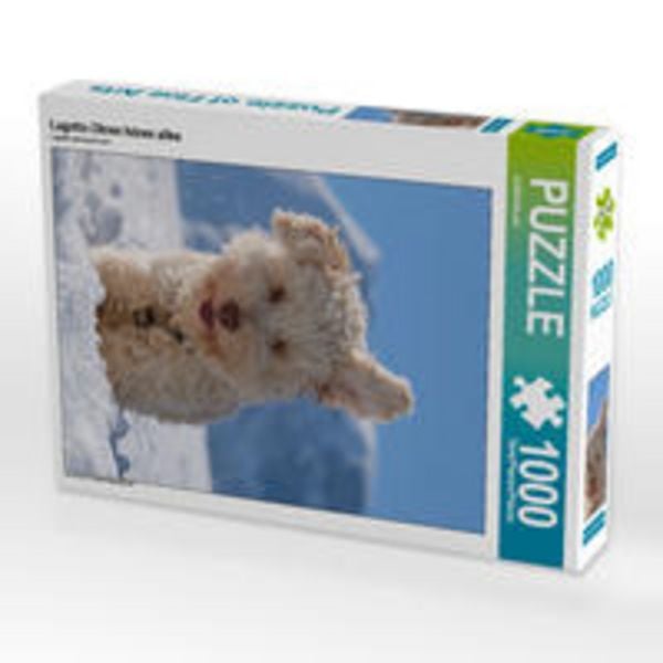 CALVENDO Puzzle Lagotto Ohren hören alles | 1000 Teile Lege-Größe 64x48cm Foto-Puzzle für glückliche Stunden