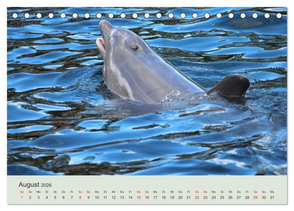Produktbild: Die Welt der Delphine (Tischkalender 2026 DIN A5 quer), CALVENDO Monatskalender