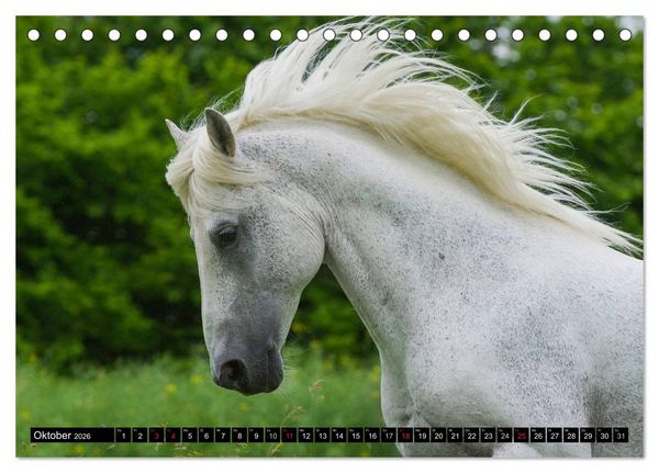 Produktbild: Traumpferd Lipizzaner (Tischkalender 2026 DIN A5 quer), CALVENDO Monatskalender