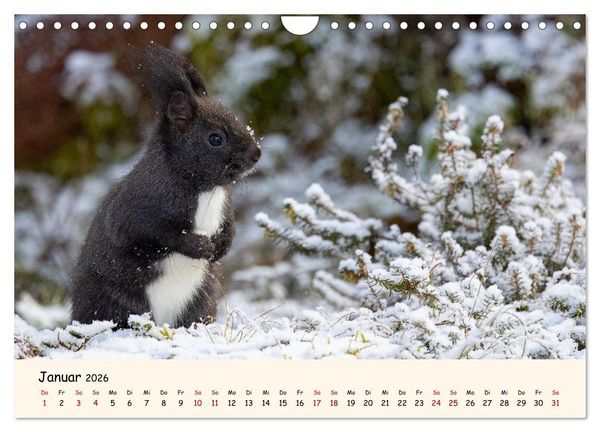 Produktbild: Oachkatzl (Wandkalender 2026 DIN A4 quer), CALVENDO Monatskalender