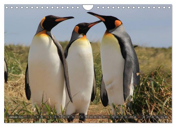 Produktbild: Pinguine in Patagonien (Wandkalender 2026 DIN A4 quer), CALVENDO Monatskalender
