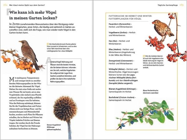 Produktbild: Wer klaut meine &Auml;pfel aus dem Garten