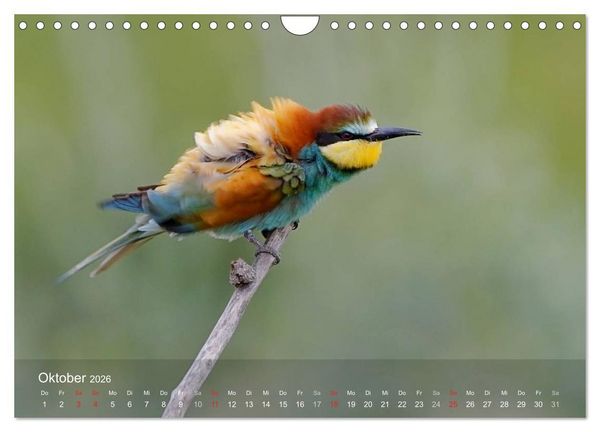 Produktbild: Europ&auml;ische Bienenfresser (Wandkalender 2026 DIN A4 quer), CALVENDO Monatskalender