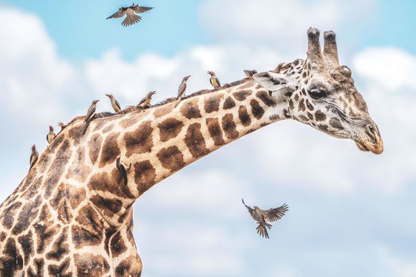 Produktbild: Die Seele Afrikas
