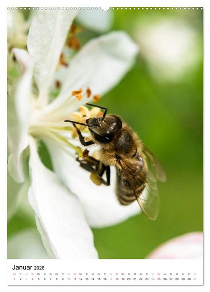 Produktbild: BIENEN - Kleine N&uuml;tzlinge ganz nah (hochwertiger Premium Wandkalender 2026 DIN A2 hoch), Kunstdruck in Hochglanz