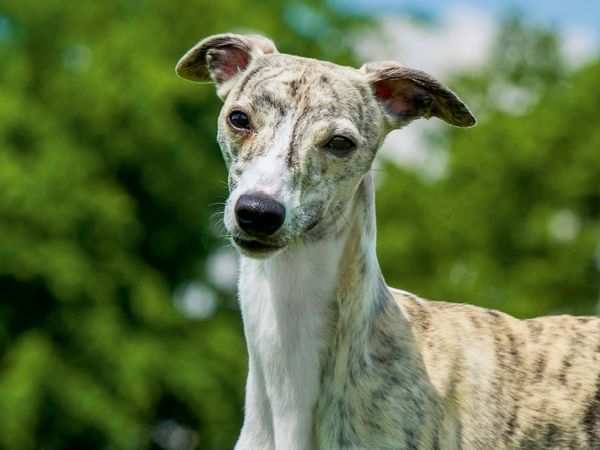 Produktbild: CALVENDO Puzzle Ein Motiv aus dem Kalender Schnell wie der Wind - Whippet | 1000 Teile Lege-Gr&ouml;&szlig;e 64x48cm Foto-Puzzle f&uuml;r gl&uuml;ckliche Stunden