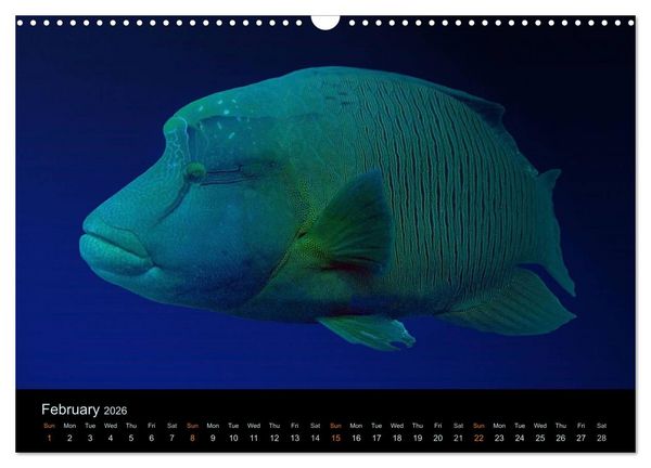 Produktbild: Water Dreams-journey through the sea (Wall Calendar 2026 DIN A3 landscape), CALVENDO 12 Month Wall Calendar