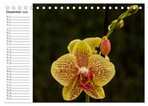 Produktbild: Bl&uuml;tenzauber Orchideen (Tischkalender 2026 DIN A5 quer), CALVENDO Monatskalender