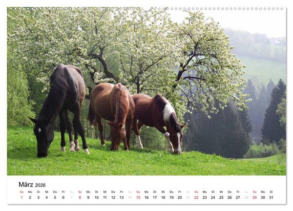 Produktbild: Bauernhoftiere (Wandkalender 2026 DIN A2 quer), CALVENDO Monatskalender