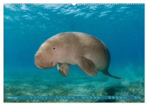 Produktbild: Tauchen, Fische und Meer (Wandkalender 2026 DIN A2 quer), CALVENDO Monatskalender