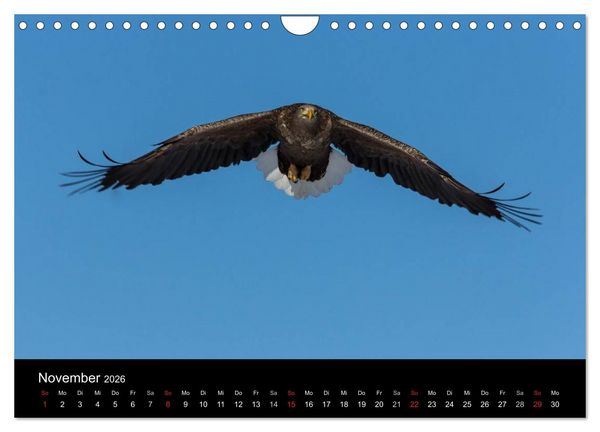 Produktbild: Seeadler - K&ouml;nige der L&uuml;fte (Wandkalender 2026 DIN A4 quer), CALVENDO Monatskalender