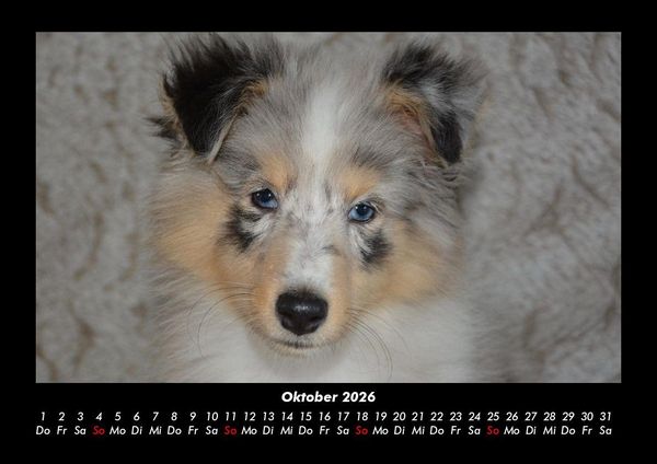 Produktbild: Hunde 2026 Fotokalender DIN A3