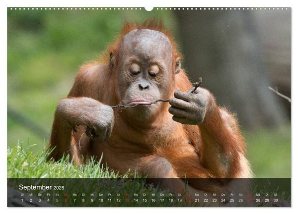Produktbild: Menschenaffen. Gorillas, Schimpansen, Orang-Utans (Wandkalender 2026 DIN A2 quer), CALVENDO Monatskalender