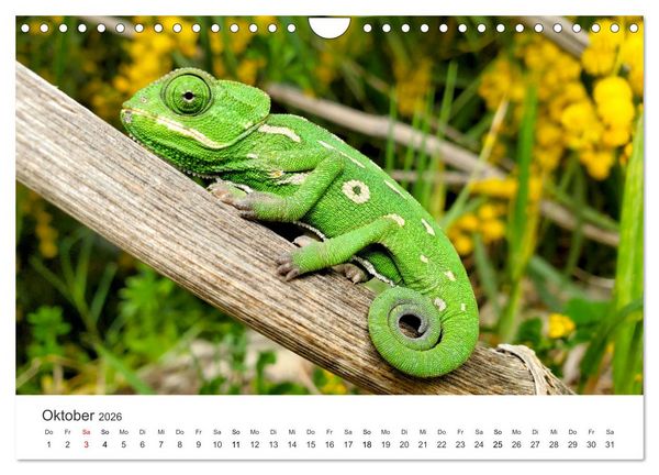 Produktbild: Reptilien - Tierische Farbenpracht (Wandkalender 2026 DIN A4 quer), CALVENDO Monatskalender
