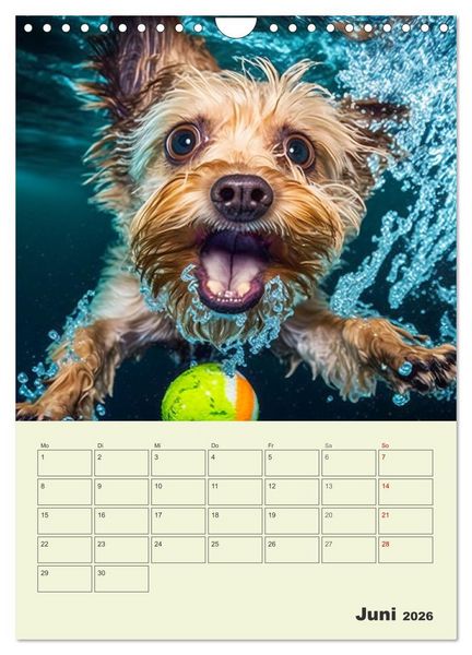 Produktbild: Yorkshire Terrier. Fr&ouml;hliche Energieb&uuml;ndel in Aktion (Wandkalender 2026 DIN A4 hoch), CALVENDO Monatskalender