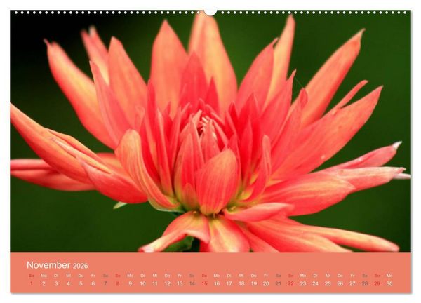 Produktbild: Dahlien (Wandkalender 2026 DIN A2 quer), CALVENDO Monatskalender