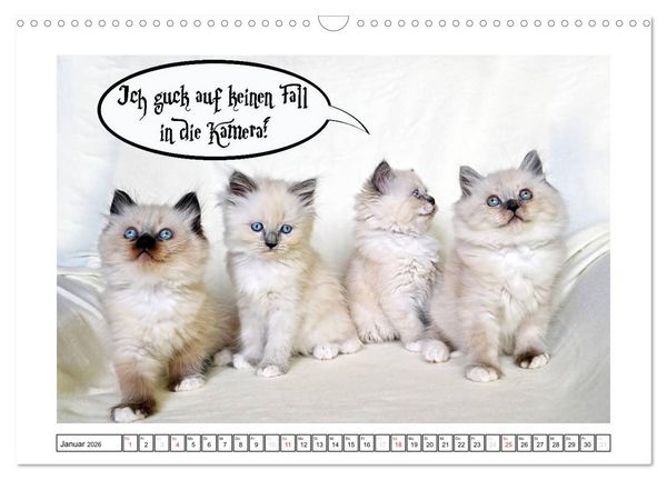 Produktbild: Lustiger Katzenkalender (Wandkalender 2026 DIN A3 quer), CALVENDO Monatskalender