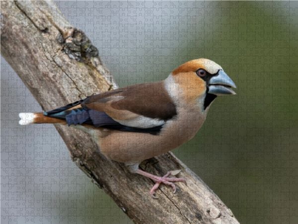 Produktbild: CALVENDO Puzzle Kernbei&szlig;er | 1000 Teile Lege-Gr&ouml;&szlig;e 64x48cm Foto-Puzzle f&uuml;r gl&uuml;ckliche Stunden