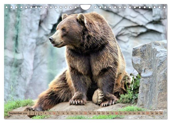 Produktbild: B&auml;ren - Der Eisb&auml;r und der Kamtschatka-Braunb&auml;r (Wandkalender 2026 DIN A4 quer), CALVENDO Monatskalender