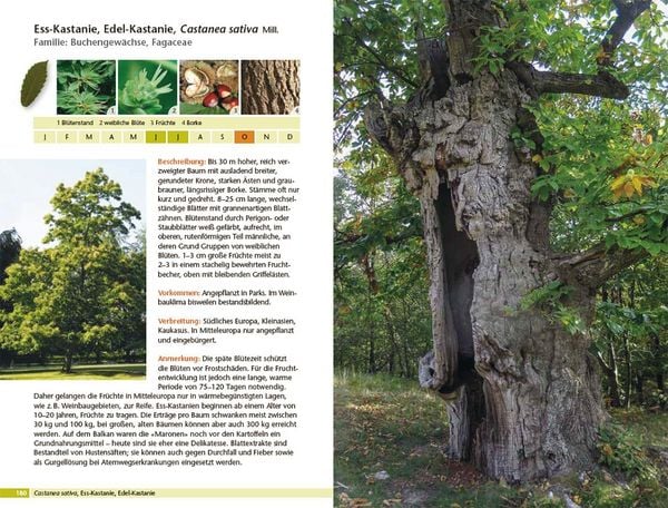 Produktbild: B&auml;ume bestimmen - Knospen, Bl&uuml;ten, Bl&auml;tter, Fr&uuml;chte