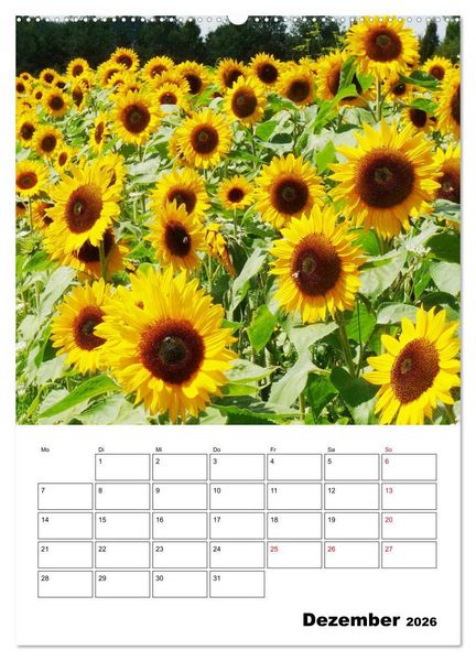 Produktbild: Leuchtende Sonnenblumen (Wandkalender 2026 DIN A2 hoch), CALVENDO Monatskalender