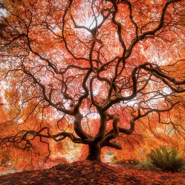 Produktbild: Trees 2027
