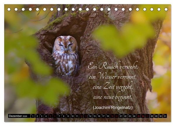 Produktbild: der Waldkauz - Strix Aluco (Tischkalender 2026 DIN A5 quer), CALVENDO Monatskalender