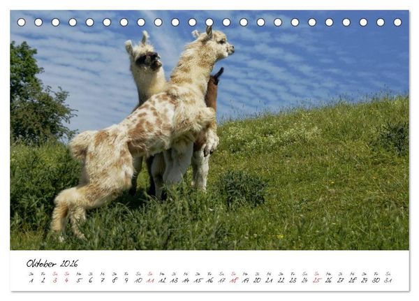 Produktbild: DIE LAMAS VON DER LAHN (Tischkalender 2026 DIN A5 quer), CALVENDO Monatskalender
