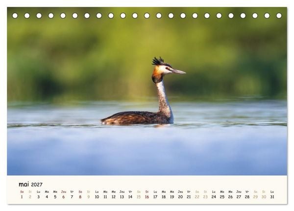 Produktbild: Esprit animal - Regards minimalistes (Calendrier de bureau 2027 DIN A5 vertical), CALVENDO calendrier mensuel
