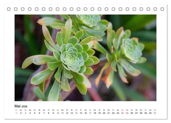 Produktbild: Kakteen und Sukkulenten (Tischkalender 2026 DIN A5 quer), CALVENDO Monatskalender