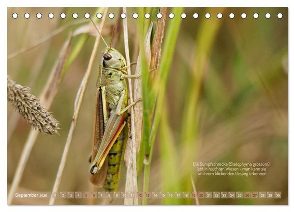 Produktbild: Frankens Insekten (Tischkalender 2026 DIN A5 quer), CALVENDO Monatskalender