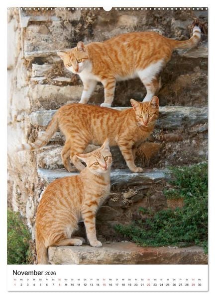 Produktbild: COUNTRY CATS (Wandkalender 2026 DIN A2 hoch), CALVENDO Monatskalender