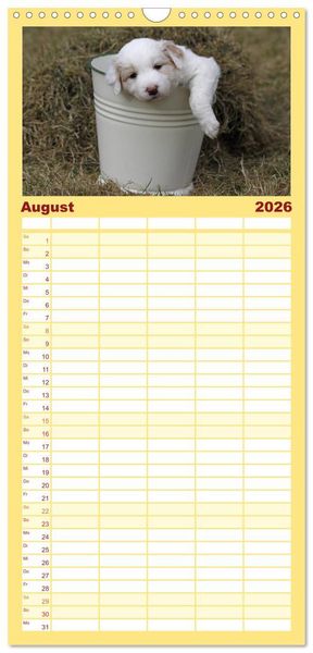 Produktbild: Familienplaner 2026 - Border Collie Welpen mit 5 Spalten (Wandkalender, 21 x 45 cm) CALVENDO