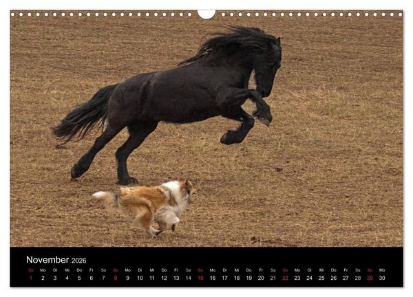 Produktbild: Ziva und ihre Freunde (Wandkalender 2026 DIN A3 quer), CALVENDO Monatskalender