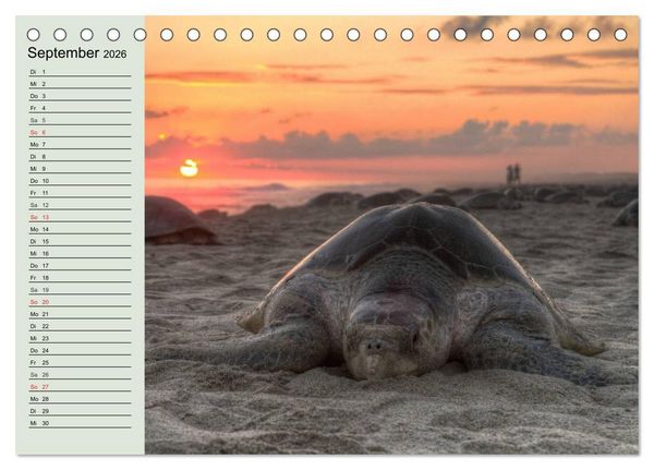 Produktbild: Meeresschildkr&ouml;ten. Nomaden der Ozeane (Tischkalender 2026 DIN A5 quer), CALVENDO Monatskalender