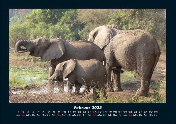 Produktbild: Elefanten - Die sanften Riesen Afrikas 2025 Fotokalender DIN A4