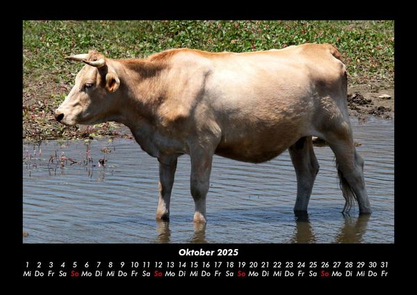 Produktbild: Kuhkalender 2025 Fotokalender DIN A3