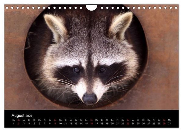 Produktbild: Waschb&auml;ren (Wandkalender 2026 DIN A4 quer), CALVENDO Monatskalender