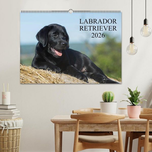 Produktbild: Labrador Retriever 2026 (Wandkalender 2026 DIN A2 quer), CALVENDO Monatskalender