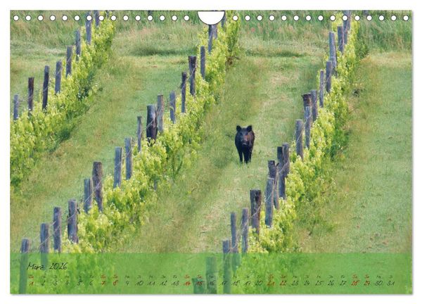 Produktbild: Wilde Toskana - von Ren&eacute; Schaack (Wandkalender 2026 DIN A4 quer), CALVENDO Monatskalender