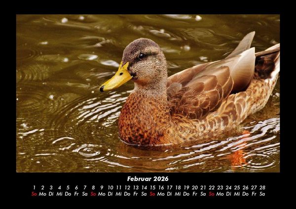 Produktbild: Enten 2026 Fotokalender DIN A3