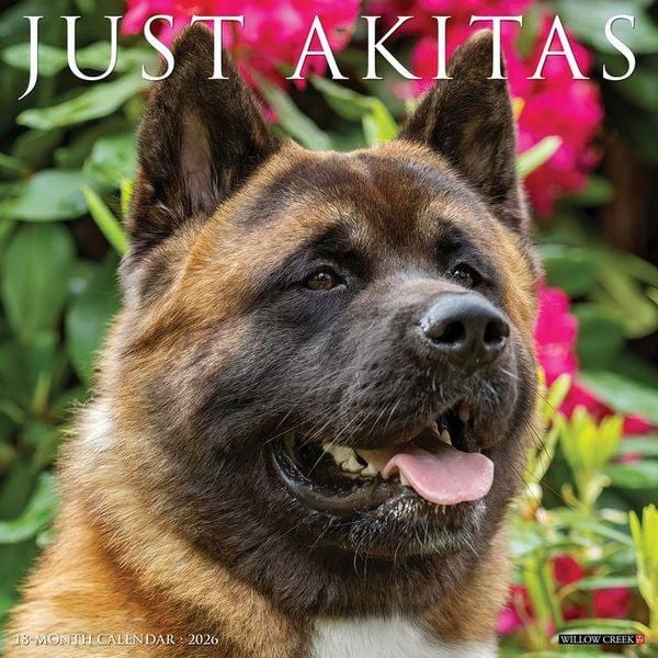 Produktbild: Akitas 2026 12 X 12 Wall Calendar