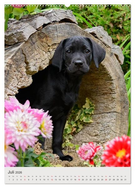 Produktbild: Hundewelpen (hochwertiger Premium Wandkalender 2026 DIN A2 hoch), Kunstdruck in Hochglanz
