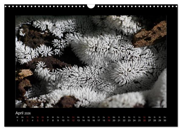 Produktbild: Pilze (Wandkalender 2026 DIN A3 quer), CALVENDO Monatskalender