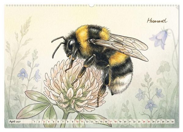 Produktbild: Kleine Wunder in Aquarell - Heimische Insekten kunstvoll illustriert (hochwertiger Premium Wandkalender 2027 DIN A2 quer), Kunstdruck in Hochglanz